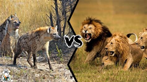 Male Lion Vs Hyena