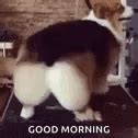 Dogs Funnyanimals GIF - Dogs FunnyAnimals Wiggle - Discover & Share GIFs