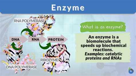 Enzyme - Definition and Examples - Biology Online Dictionary