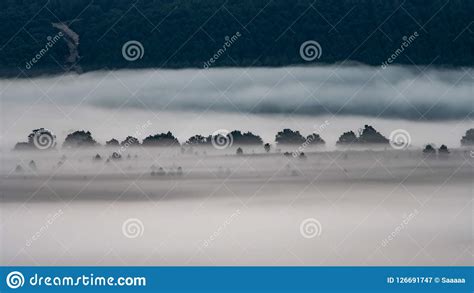 Foggy Sunrise with Pine Tree Forest in the Background Stock Image ...