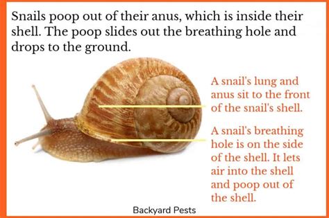 How Snails Poop: A Story Of Flipped Shells And Breathing Holes ...