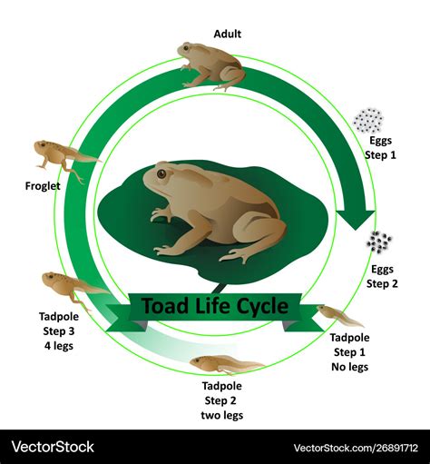 Toad Life Cycle