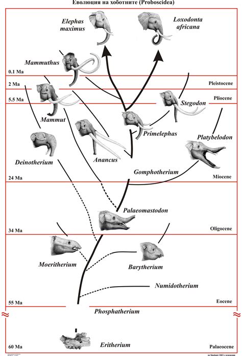 Evolution of Proboscidea by T-PEKC on DeviantArt