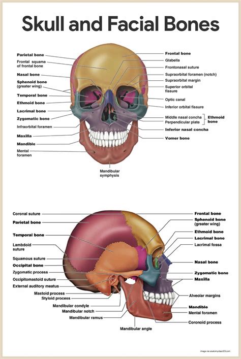 Skull and Facial Bones-Skeletal System Anatomy and Physiology for ...