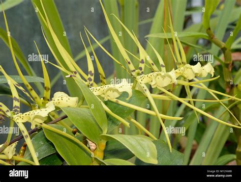 Brassia Rex Orchid. Hybrid of Brassia verrucosa and Brassia gireoudiana ...