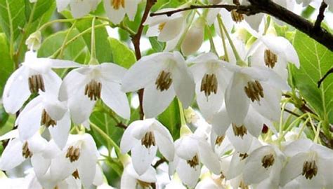 Styrax Benzoin Herb Uses and Health Benefits