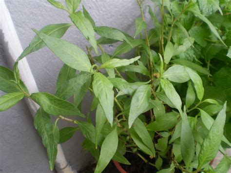 GO RIGHT IN....MY GARDEN: Vietnamese mint (Persicaria Odorata)