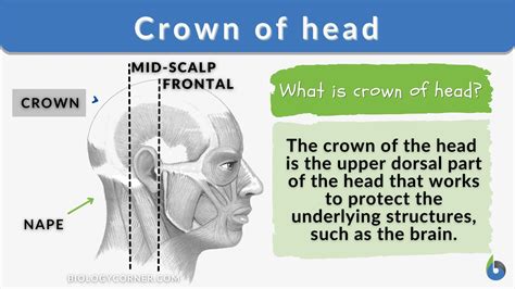 Crown of head - Definition and Examples - Biology Online Dictionary