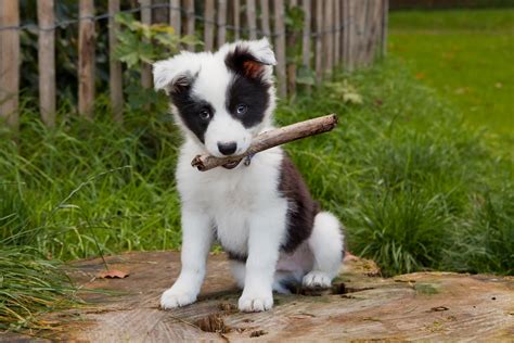 border collie puppy - Veterinarian and Animal Hospital in Las Vegas, NV