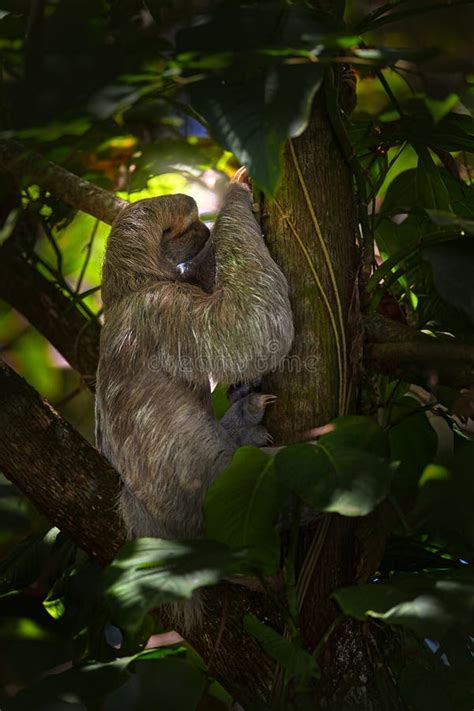 Sloth with Young Baby. Beautiful Animal in Nature Habitat Stock Image ...