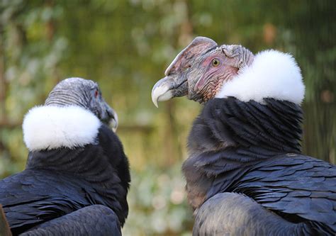 Andean Condor Facts, Range, Habitat, Adaptations, Pictures