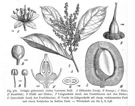 Irvingia gabonensis (Irvingiaceae) image 171074 at PhytoImages.siu.edu