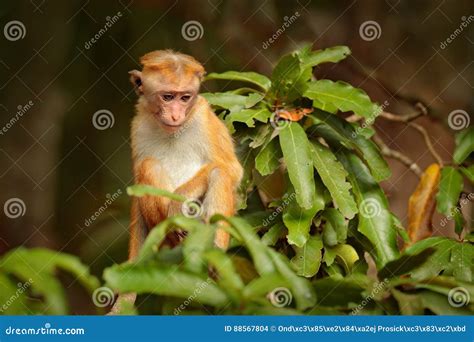 Toque Macaque, Macaca Sinica, Monkey with Evening Sun. Macaque in ...