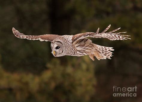 Barred Owl In Flight Photograph by Gary Fairhead