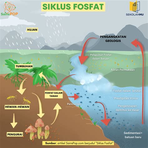 Siklus Fosfor - Riset