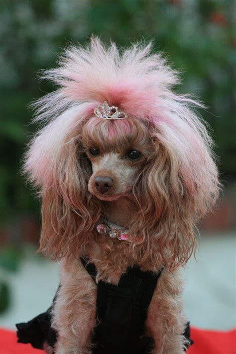 dont usually like color but this is cute | Doggy Syles | Poodle haircut ...