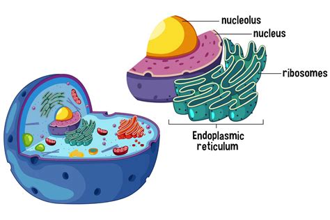 Ribosome Production - zalinekor