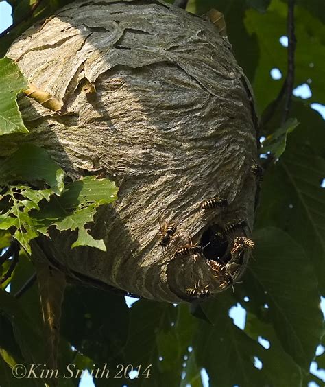 Aerial Yellowjacket Nest and Why Yellowjackets are Considered ...