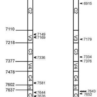 Function assay of HIV-1 envelope recombinants with breakpoints in gp120 ...