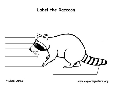 Raccoon Anatomy Diagram