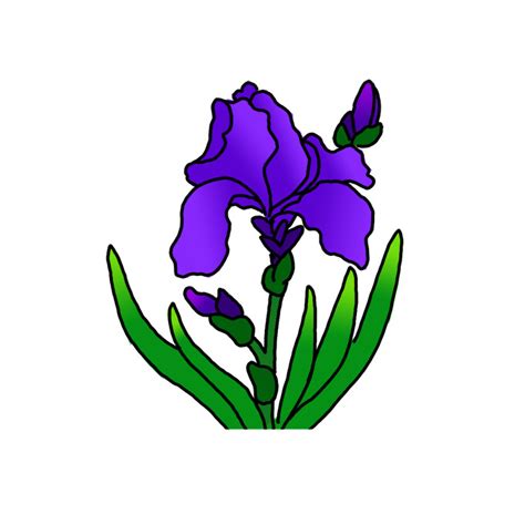 How to Draw Iris Flowers - Step by Step Easy Drawing Guides - Drawing ...