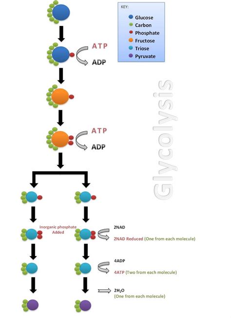 Glycolysis Diagram Simple