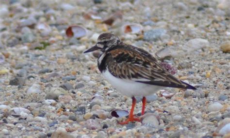 Ruddy Turnstone - Arenaria interpres | Wildlife Journal Junior