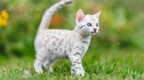 Snow Bengal Cat Breed Overview: Traits, Variations & More - Love Your Cat