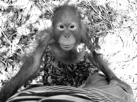 Orangutan communication, Central Indonesian Borneo | Smithsonian Photo ...