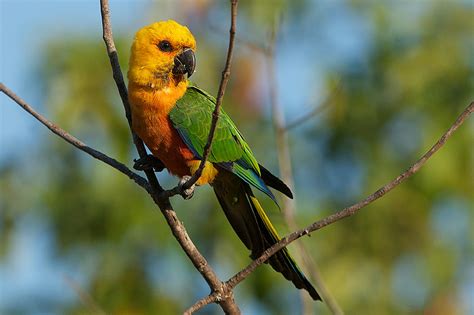 A Few Brazilian Parrots | Sean Crane Photography