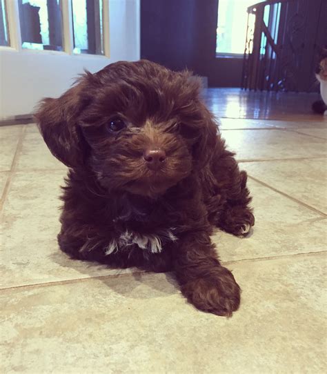 Chocolate Brown Maltipoo Puppy | Animals | Pinterest | Chocolate brown ...