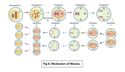 Cell Division By Meiosis (A-level Biology) - Study Mind