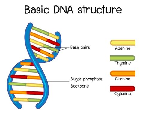 Premium Vector | Science of basic dna structure poster