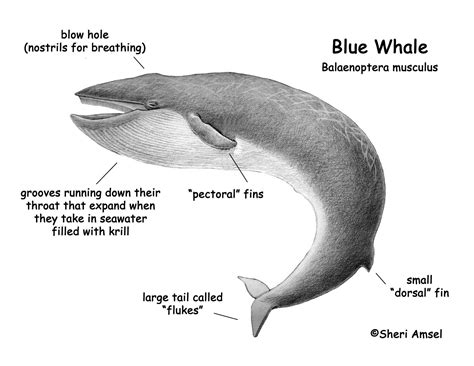 Anatomy Of A Blue Whale - Anatomy Drawing Diagram