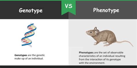 Difference between Genotype and Phenotype – Bio Differences