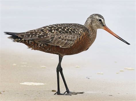 shorebirds | Advanced Conservation Strategies