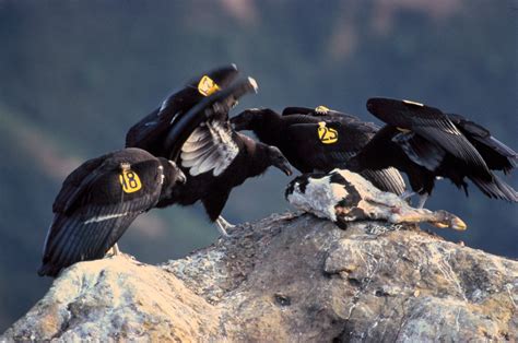 File:California-Condor.jpg