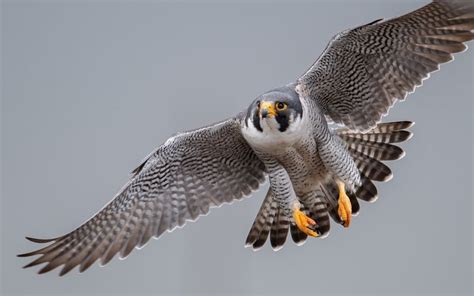 Peregrine Falcon - A-Z Animals