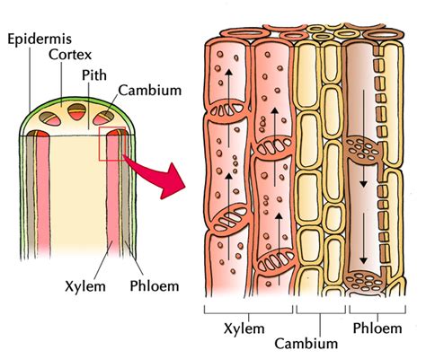 Xylem Diagrams