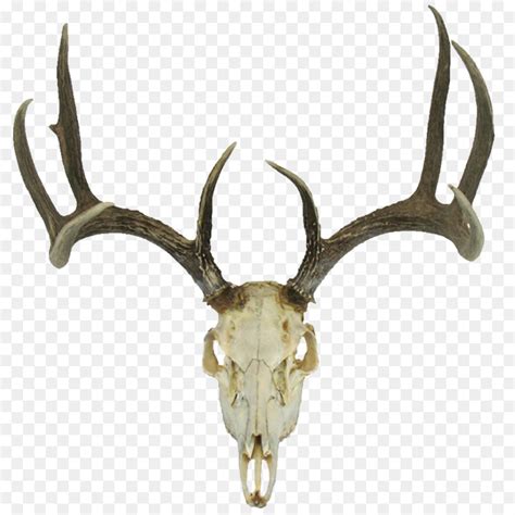 White-tailed deer Roe deer Reindeer Red deer - skull png download ...