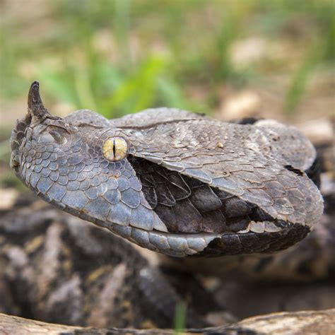 a close up of a snake's head on the ground with grass in the background