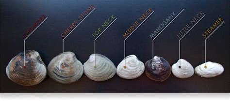 A Guide to Different Types of Clams | Clams, Cooking method, Cooking ...