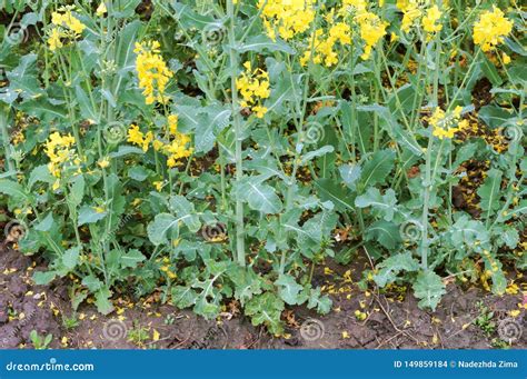 A Flowering Plant, Sowing Crops of Rapeseed Stock Photo - Image of ...