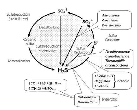 [DIAGRAM] Diagram Of The Sulfur Cycle - MYDIAGRAM.ONLINE