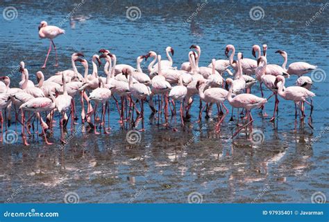 Flock of Flamingos at Walvis Bay, Namibia Stock Image - Image of wild ...