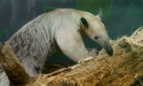 Southern tamandua | Smithsonian's National Zoo and Conservation Biology ...