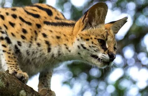 Serval - Description, Habitat, Image, Diet, and Interesting Facts