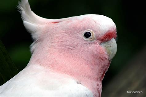 "Pink Cockatoo" by triciaoshea | Redbubble