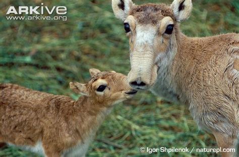 Baby saiga antelope! | Animal Families | Pinterest