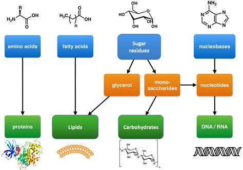 CH103 – Chapter 8: The Major Macromolecules – Chemistry